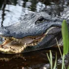 Business 10 image EVERGLADES AIRBOAT EXCURSION Everglades Airboat Tours in Miami FL