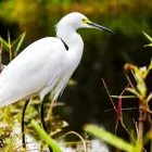 Business 12 image EVERGLADES AIRBOAT EXCURSION Everglades Airboat Tours in Miami FL