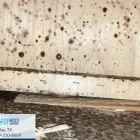 Business 6 image FDP MOLD REMEDIATION OF DALLAS Mold Testing in Farmer's Branch TX