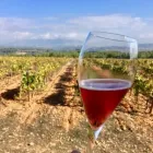 Business 1 image FIZZ CHAMPAGNE CLUB in Sacramento CA