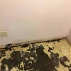Business 28 image FLOOD PROS USA Mold Testing & Removal in Winter Park FL