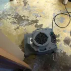 Business 29 image FLOOD PROS USA Mold Testing & Removal in Winter Park FL