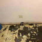 Business 48 image FLOOD PROS USA Mold Testing & Removal in Winter Park FL