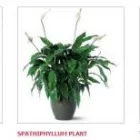 Business 2 image FLOWER DELIVERY 4 ALL Gift Shop in Chicago IL