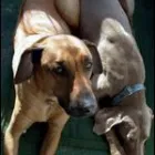 Business 1 image FOG CITY DOGS Pet Sitting Exercising Services in San Francisco CA