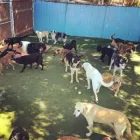 Business 2 image FON JON PET CARE CENTER Temporary in San Diego CA