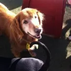 Business 4 image FON JON PET CARE CENTER Temporary in San Diego CA