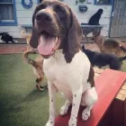 Business 5 image FON JON PET CARE CENTER Temporary in San Diego CA