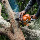 Business 2 image FOREVER GREEN LANDSCAPING & TREE SERVICE Tree Trimming Service in Saint Petersburg FL