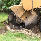 Business 3 image FOREVER GREEN LANDSCAPING & TREE SERVICE Tree Trimming Service in Saint Petersburg FL