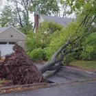 Business 4 image FOREVER GREEN LANDSCAPING & TREE SERVICE Tree Trimming Service in Saint Petersburg FL