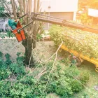 Business 5 image FOREVER GREEN LANDSCAPING & TREE SERVICE Tree Trimming Service in Saint Petersburg FL