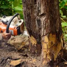 Business 6 image FOREVER GREEN LANDSCAPING & TREE SERVICE Tree Trimming Service in Saint Petersburg FL