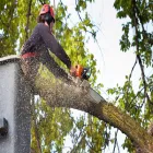 Business 1 image FOUNTAINS CITY TREE SERVICE Tree Service Company in Kansas City MO
