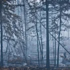 Business 8 image FOURTH GATE SMOKE DAMAGE EXPERTS Fire & Water Damage Restoration in Livonia IN