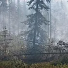 Business 12 image FOURTH GATE SMOKE DAMAGE EXPERTS Fire & Water Damage Restoration in Livonia IN