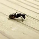 Business 1 image FREEDOM PEST CONTROL Spider Control in Indianapolis IN