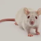 Business 4 image FREEDOM PEST CONTROL Spider Control in Indianapolis IN