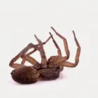 Business 5 image FREEDOM PEST CONTROL Spider Control in Indianapolis IN