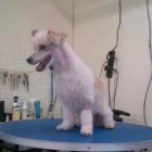 Business 5 image FURRY FRIENDS DOG AND CAT GROOMING Pet Grooming in San Diego CA