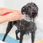 Business 9 image FURRY FRIENDS DOG AND CAT GROOMING Pet Grooming in San Diego CA