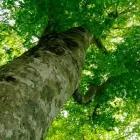 Business 2 image GARY'S TREE SERVICE & STUMP REMOVAL in Apple Valley CA
