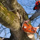 Business 1 image GEORGETOWN TREE AND STUMP SERVICE Tree Service Equipment & Supplies in Georgetown KY