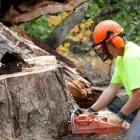 Business 2 image GEORGETOWN TREE AND STUMP SERVICE Tree Service Equipment & Supplies in Georgetown KY