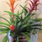Business 1 image GIFTS FROM THE HEART FLORIST INC Florists in North Babylon NY