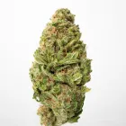 Business 3 image GRADE A DISPENSARY Marijuana in Oklahoma City OK