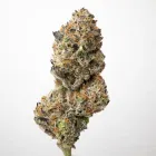 Business 6 image GRADE A DISPENSARY Marijuana in Oklahoma City OK