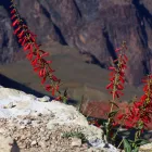 Business 10 image GRAND ADVENTURES TOURS Travel Agencies in Las Vegas NV