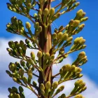 Business 2 image GRAND ADVENTURES TOURS Travel Agencies in Las Vegas NV