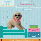 Business 2 image GRANT SQUARE ANIMAL HOSPITAL Pet Store in Oklahoma City OK