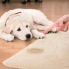 Business 1 image GREAT AMERICAN CARPET AND STONE CARE Pet Odor Removal in Tomball TX