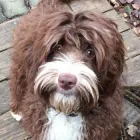 Business 3 image GREAT DAY LABRADOODLES in Salem OR