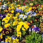 Business 2 image GREEN IS GROWTH LLC Tree Trimming Service in Baltimore MD