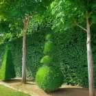 Business 3 image GREEN IS GROWTH LLC Tree Trimming Service in Baltimore MD