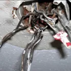 Business 19 image H&A PITTSBURGH ELECTRICIAN Electrician in Pittsburgh PA