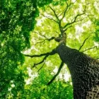 Business 1 image H & K TREE SERVICE LLC Tree Trimming Service in Hamburg AR
