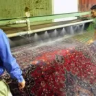 Business 8 image HADEED-MERCER RUG CLEANING, INC. Carpet Cleaning in Richmond VA