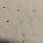 Business 1 image HAIR BUTTERFLIES LICE AND NIT REMOVAL SALON in Chicago IL