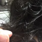 Business 6 image HAIR BUTTERFLIES LICE AND NIT REMOVAL SALON in Chicago IL