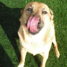 Business 4 image HAPPY PETS POOP SCOOP in Las Vegas NV