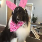Business 1 image HAPPY PETS SALON & SPAW in Columbia SC