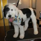 Business 2 image HAPPY PETS SALON & SPAW in Columbia SC