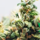 Business 4 image HAZY LEAF DISPENSARY Cannabis Store in Oklahoma City OK