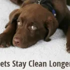 Business 1 image HEAVEN'S BEST CARPET CLEANING MILWAUKEE WI Carpet Cleaners in Milwaukee WI