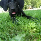 Business 1 image HI FI KENNELS Pet Sitting Exercising Services in Indianapolis IN