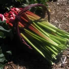 Business 7 image HIGH ALTITUDE RHUBARB Wholesale Grocers in Colorado Springs CO